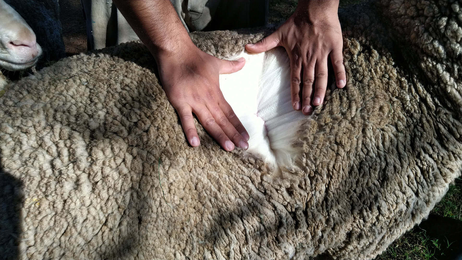 Hands inspecting the fleece of a sheep, showcasing the texture and quality of wool.