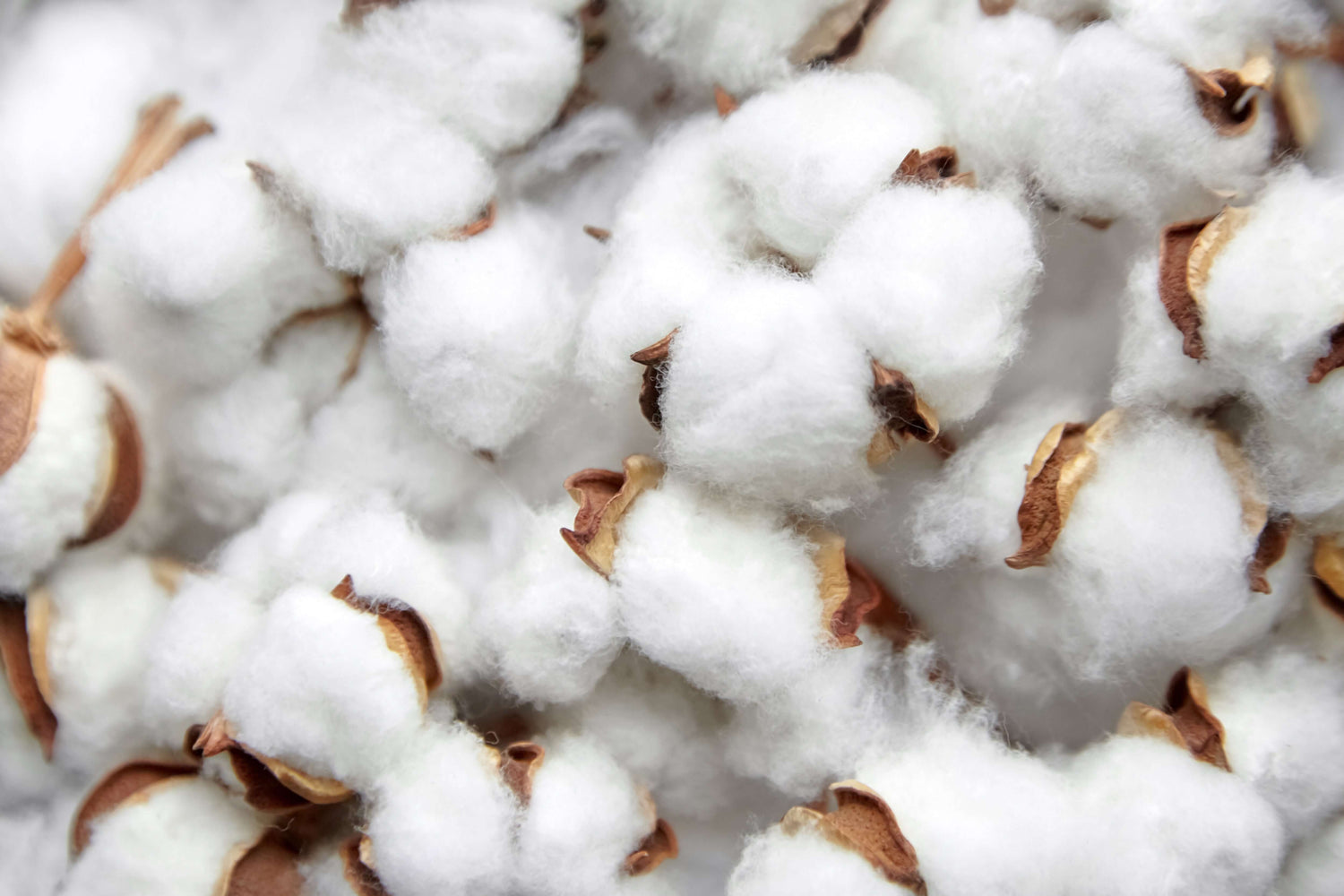 Close-up of fluffy white cotton bolls ready for harvesting, showcasing nature's softness and texture.